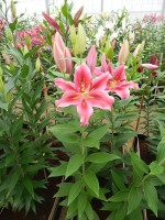 [4277 Peter Schenk Mak No01.JPG]